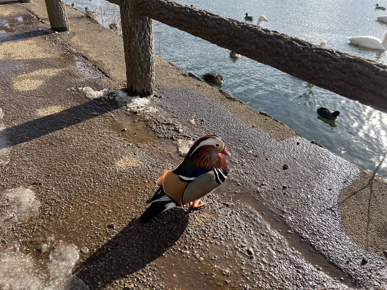 高松の池　とり