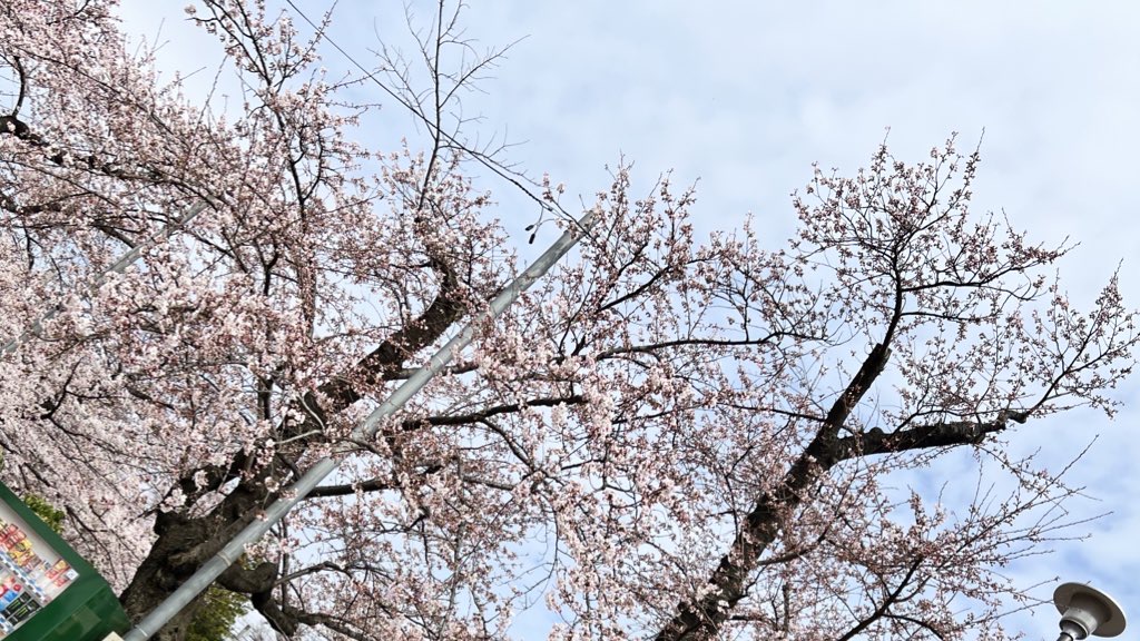 高松の池　桜