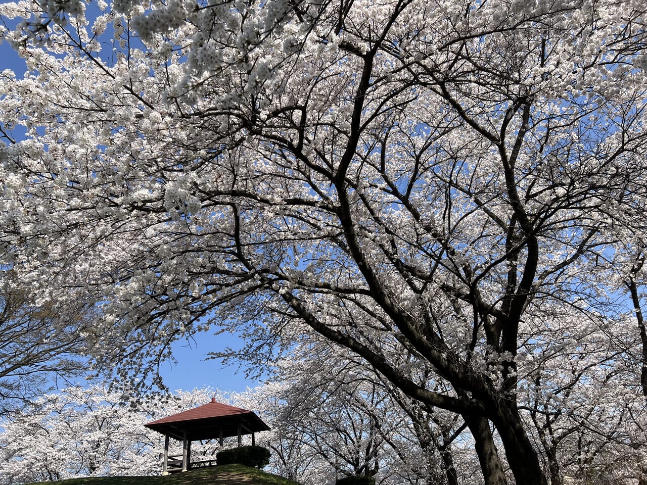 キャラホール　桜　櫓