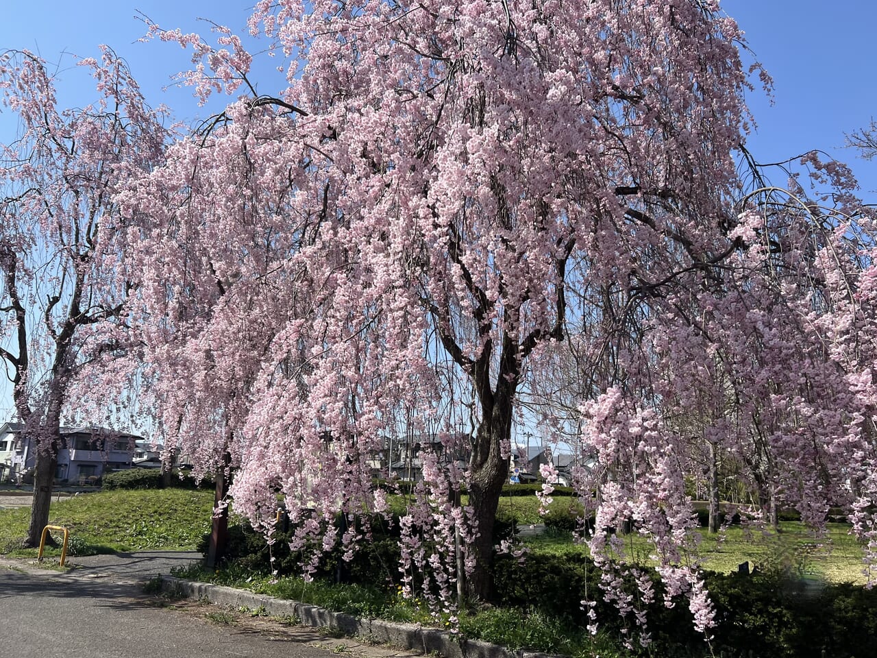 キャラホール　桜